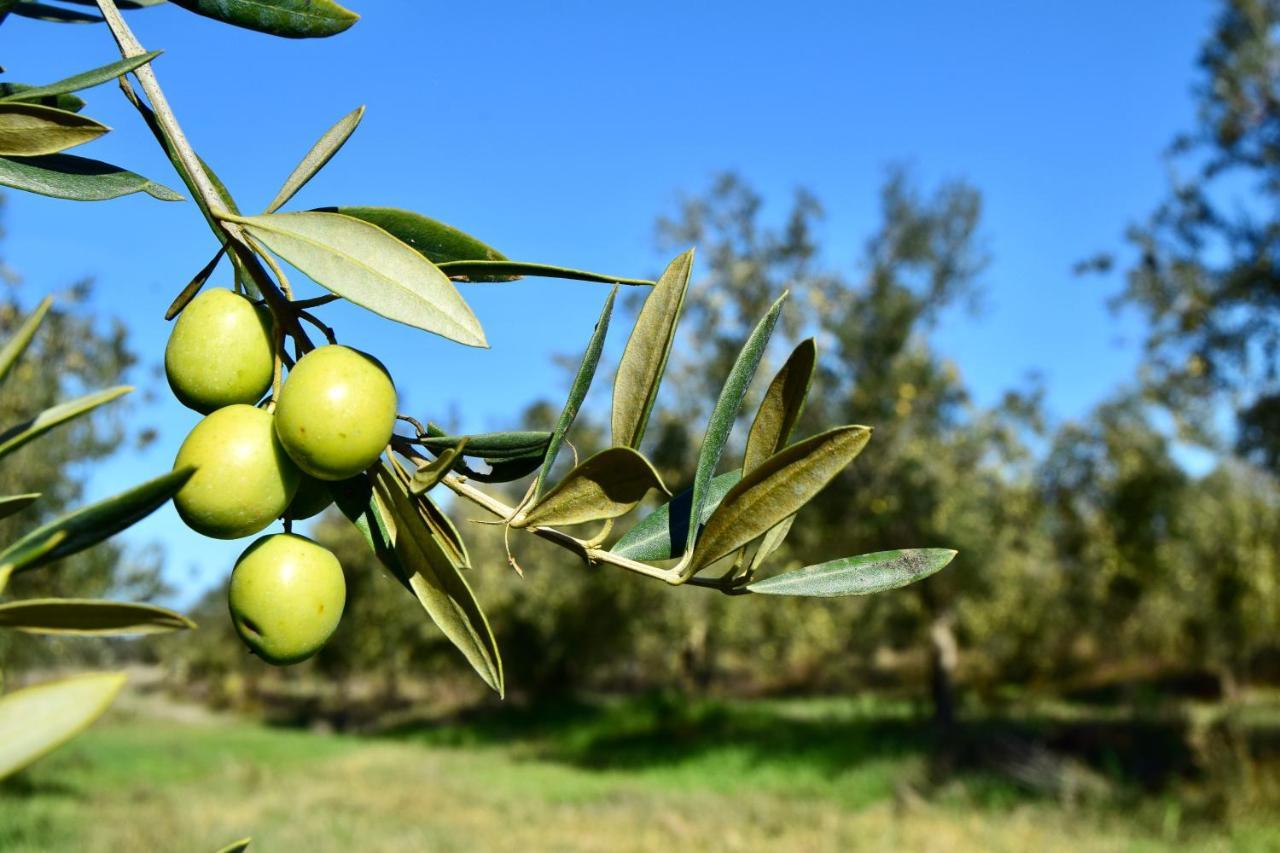 Alcáçovas Herdade Da Burquilheira Family Retreat מראה חיצוני תמונה
